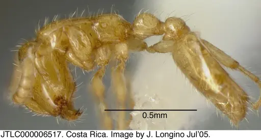 Neivamyrmex spoliator specimen JTLC000006517 image jtlc000006517_1
