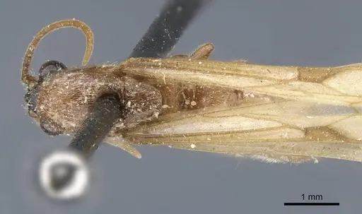 Neivamyrmex sulcatus specimen CASENT0905980 image casent0905980_1