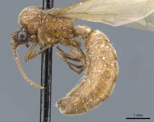 Neivamyrmex sulcatus specimen CASENT0905980 image casent0905980_3