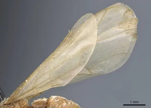 Neivamyrmex sulcatus specimen CASENT0905980 image casent0905980_4