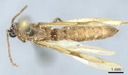 Neivamyrmex sulcatus specimen CASENT0915864 image casent0915864_1