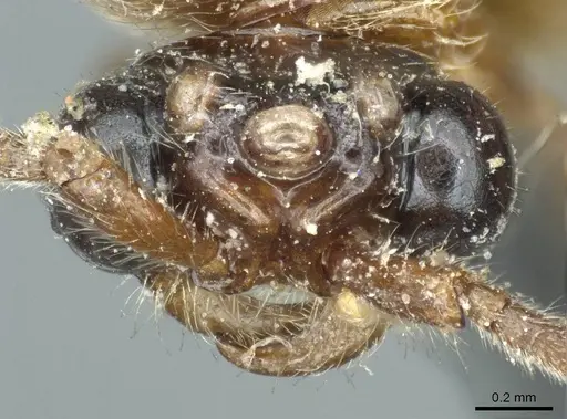 Neivamyrmex sulcatus specimen CASENT0915864 image casent0915864_2