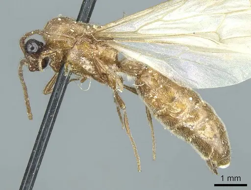 Neivamyrmex sulcatus specimen CASENT0915864 image casent0915864_3