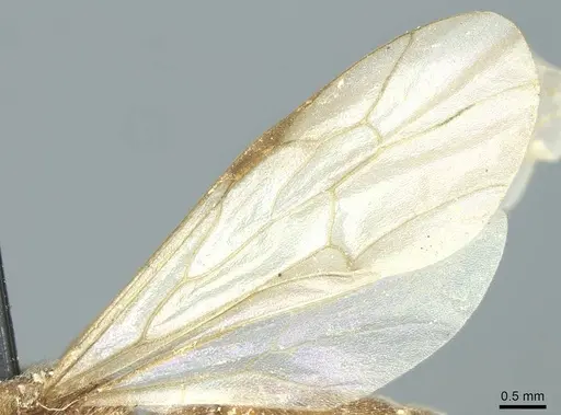 Neivamyrmex sulcatus specimen CASENT0915864 image casent0915864_4