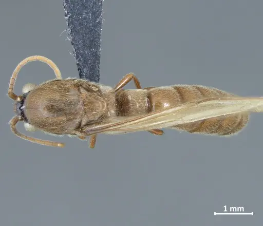 Neivamyrmex sulcatus specimen DZUP550217 image dzup550217_1