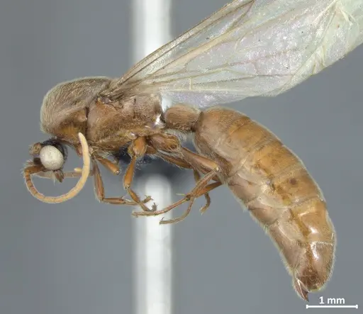 Neivamyrmex sulcatus specimen DZUP550217 image dzup550217_3