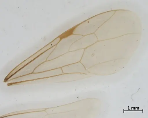 Neivamyrmex sulcatus specimen DZUP550217 image dzup550217_4