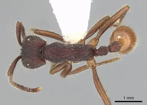 Neivamyrmex sumichrasti specimen CASENT0249507 image casent0249507_1