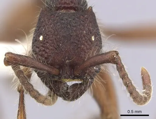 Neivamyrmex sumichrasti specimen CASENT0249507 image casent0249507_2