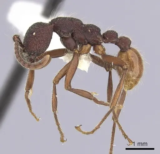 Neivamyrmex sumichrasti specimen CASENT0249507 image casent0249507_3