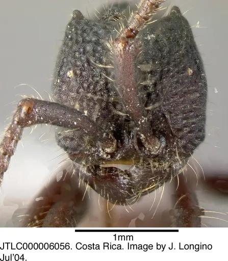 Neivamyrmex sumichrasti specimen JTLC000006056 image jtlc000006056_1