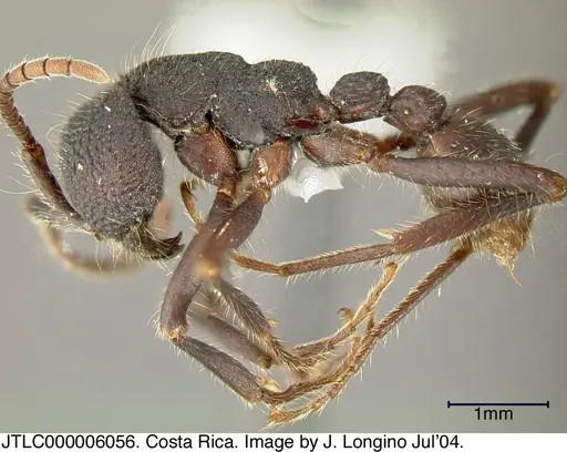 Neivamyrmex sumichrasti specimen JTLC000006056 image jtlc000006056_2