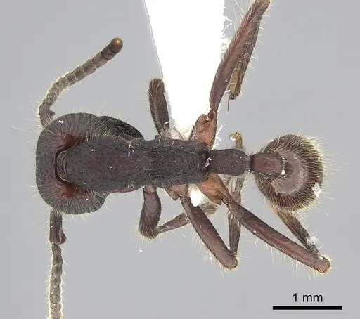 Neivamyrmex sumichrasti specimen JTLC000010262 image jtlc000010262_1