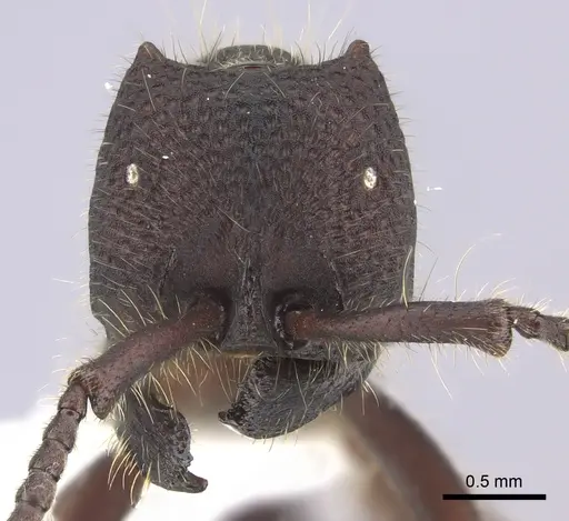 Neivamyrmex sumichrasti specimen JTLC000010262 image jtlc000010262_2