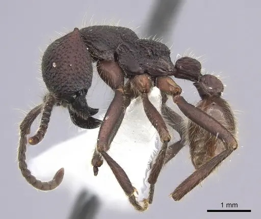 Neivamyrmex sumichrasti specimen JTLC000010262 image jtlc000010262_3