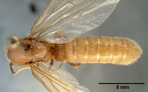 Neivamyrmex swainsonii specimen CASENT0005336 image casent0005336_1