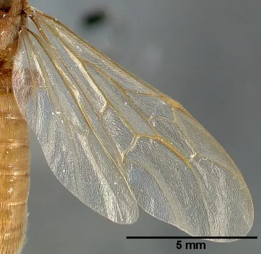 Neivamyrmex swainsonii specimen CASENT0005336 image casent0005336_2