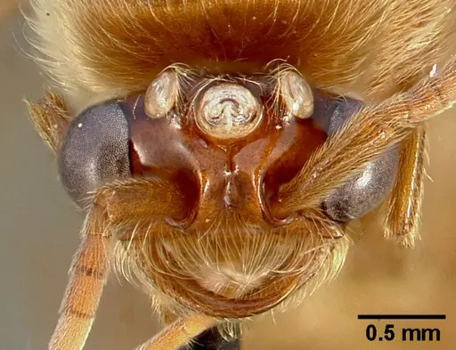 Neivamyrmex swainsonii specimen CASENT0005336 image casent0005336_3