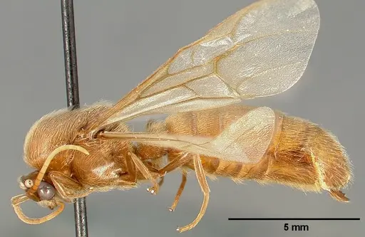 Neivamyrmex swainsonii specimen CASENT0005336 image casent0005336_4