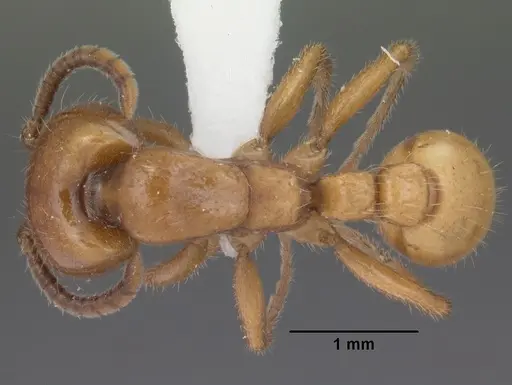 Neivamyrmex swainsonii specimen CASENT0102763 image casent0102763_1