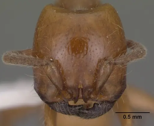 Neivamyrmex swainsonii specimen CASENT0102763 image casent0102763_2