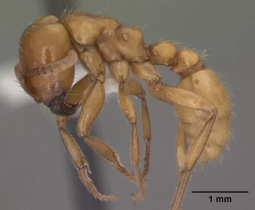 Neivamyrmex swainsonii specimen CASENT0102763 image casent0102763_3