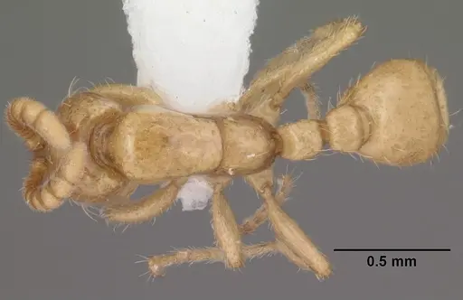 Neivamyrmex swainsonii specimen CASENT0102764 image casent0102764_1