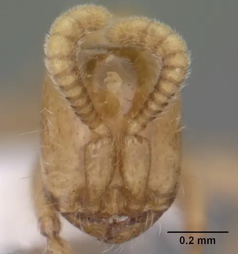 Neivamyrmex swainsonii specimen CASENT0102764 image casent0102764_2