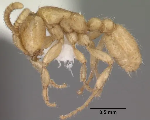Neivamyrmex swainsonii specimen CASENT0102764 image casent0102764_3