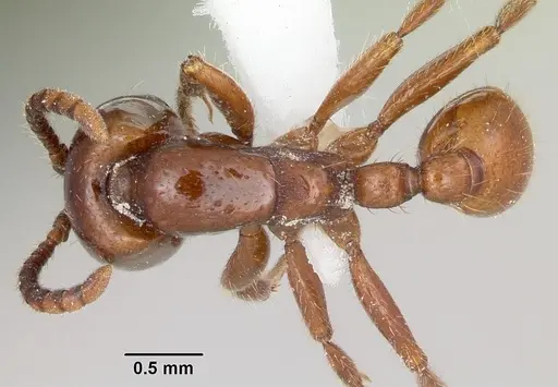 Neivamyrmex swainsonii specimen CASENT0104748 image casent0104748_1