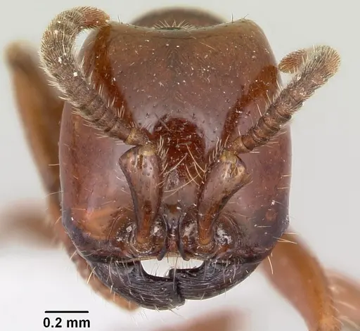 Neivamyrmex swainsonii specimen CASENT0104748 image casent0104748_2
