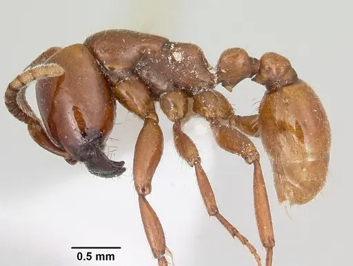 Neivamyrmex swainsonii specimen CASENT0104748 image casent0104748_3