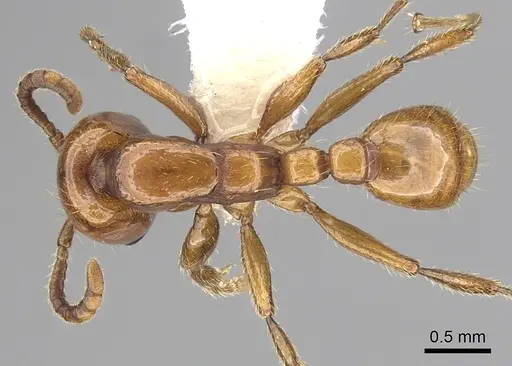 Neivamyrmex swainsonii specimen CASENT0249482 image casent0249482_1