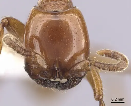 Neivamyrmex swainsonii specimen CASENT0249482 image casent0249482_2