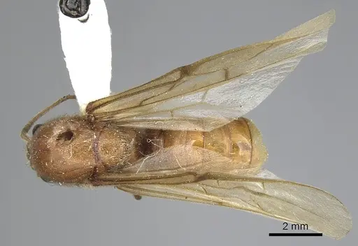 Neivamyrmex swainsonii specimen CASENT0249508 image casent0249508_1
