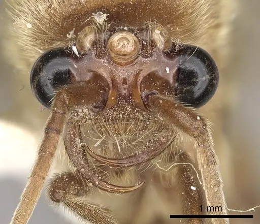 Neivamyrmex swainsonii specimen CASENT0249508 image casent0249508_2