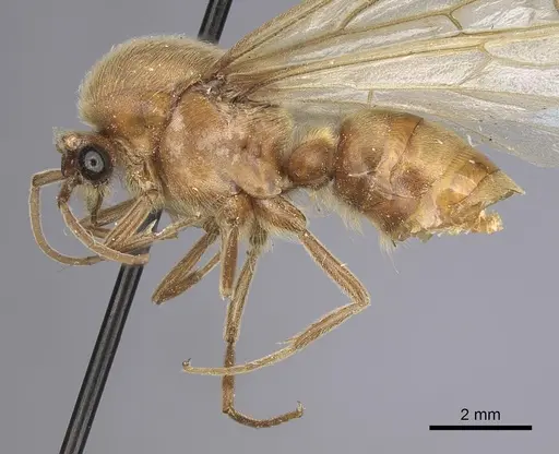 Neivamyrmex swainsonii specimen CASENT0249508 image casent0249508_3