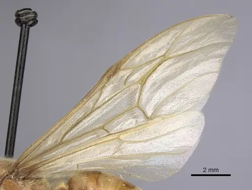 Neivamyrmex swainsonii specimen CASENT0249508 image casent0249508_4