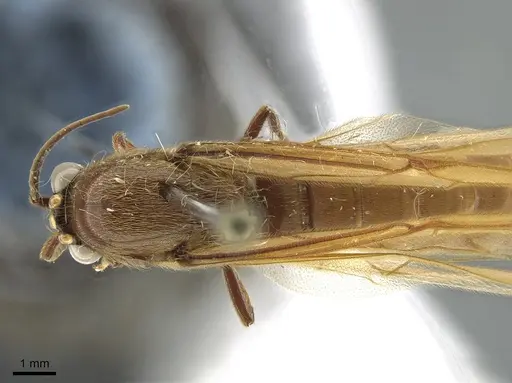 Neivamyrmex swainsonii specimen CASENT0650515 image casent0650515_1