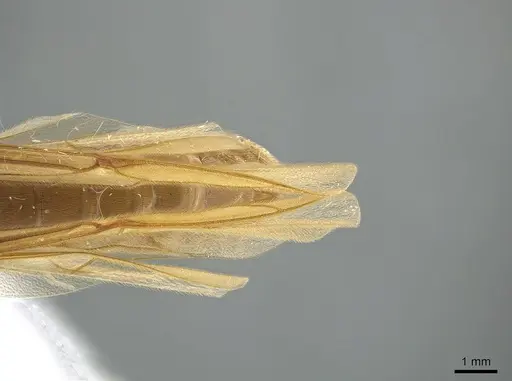 Neivamyrmex swainsonii specimen CASENT0650515 image casent0650515_2