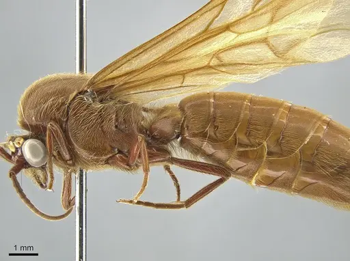 Neivamyrmex swainsonii specimen CASENT0650515 image casent0650515_4
