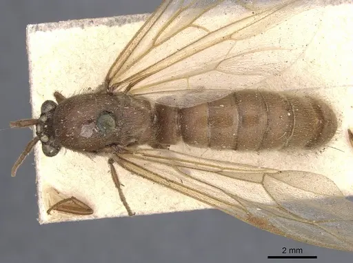 Neivamyrmex swainsonii specimen CASENT0902641 image casent0902641_1