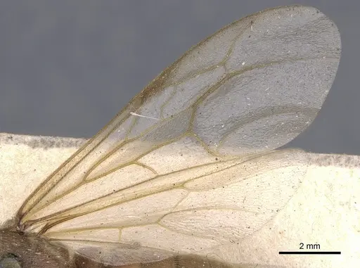 Neivamyrmex swainsonii specimen CASENT0902641 image casent0902641_4