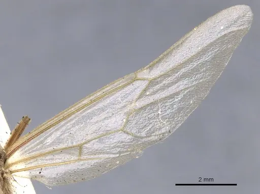 Neivamyrmex swainsonii specimen CASENT0902645 image casent0902645_4