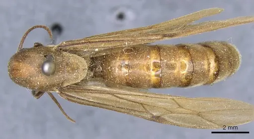 Neivamyrmex swainsonii specimen CASENT0905972 image casent0905972_1