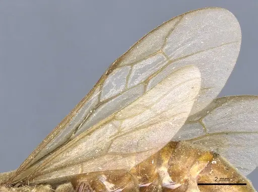 Neivamyrmex swainsonii specimen CASENT0905972 image casent0905972_4