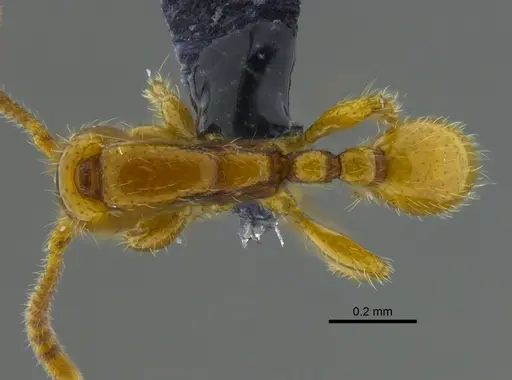 Neivamyrmex swainsonii specimen CBUMAGENT41918 image cbumagent41918_1