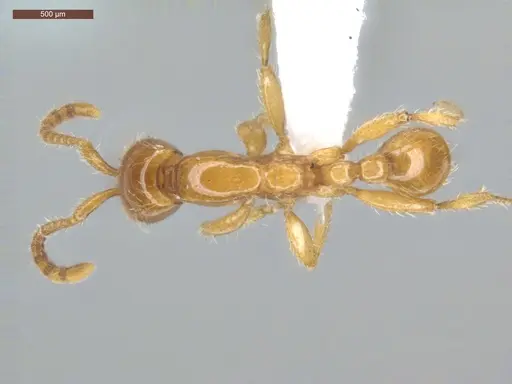 Neivamyrmex swainsonii specimen ECOFOG-SGR-PACAW2-07 image ecofog-sgr-pacaw2-07_1
