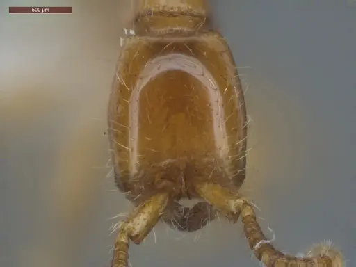 Neivamyrmex swainsonii specimen ECOFOG-SGR-PACAW2-07 image ecofog-sgr-pacaw2-07_2