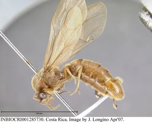 Neivamyrmex swainsonii specimen INBIOCRI001285730 image inbiocri001285730_2